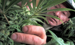A B.C. pot farmer tends to his plants in Miracle Valley this spring. (Photo by John Lehmann)